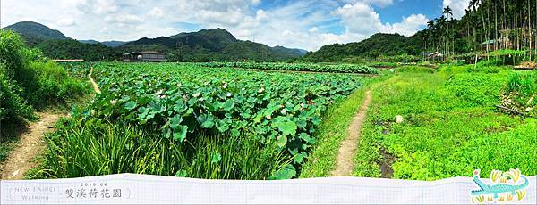 20150625雙溪荷花園全景002