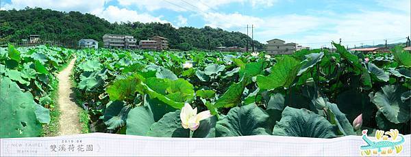 20150625雙溪荷花園全景001