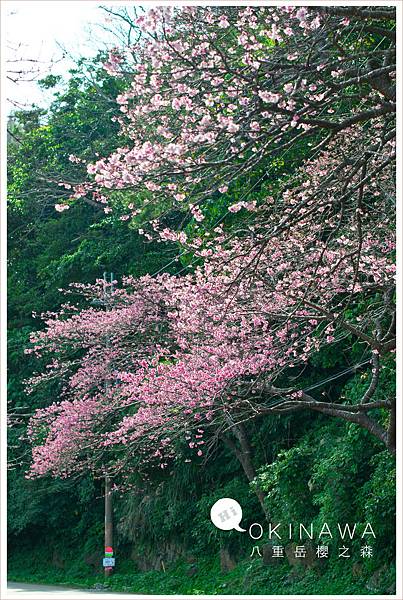 20160204八重岳櫻花006.jpg