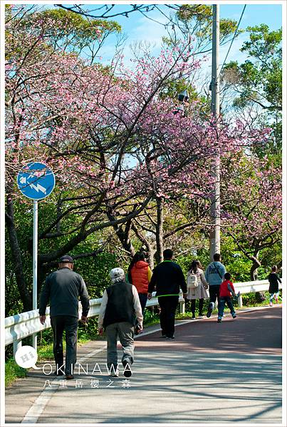 20160204八重岳櫻花004.jpg