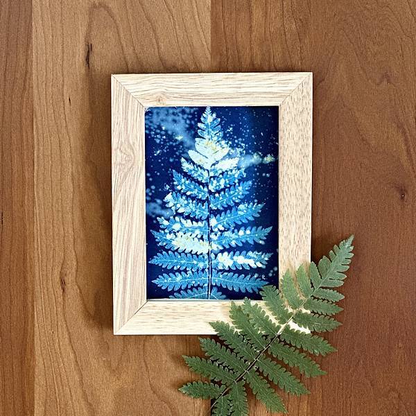 藍曬攝影集 植物圖鑑-密毛小毛蕨