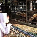 近距離看動物真新奇！一直呼應羊咩咩叫聲~ 新竹市立動物園  (年初二)