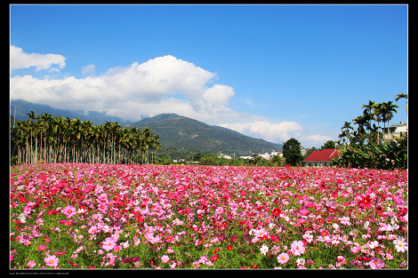 花蓮玉里-波斯菊-1.jpg