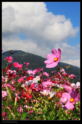 花蓮玉里-波斯菊-2.jpg