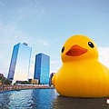 黃色小鴨(Rubber Duck).jpeg (圖檔取自於蘋果日報，僅供參考！)