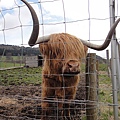 可愛的蘇格蘭高地牛
