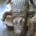 IMAG0296