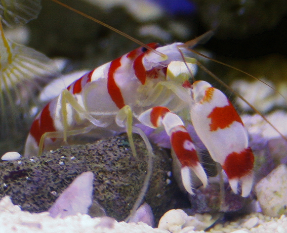 Pistol Shrimp