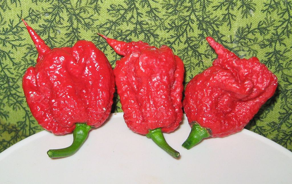 Carolina_Reaper_pepper_pods