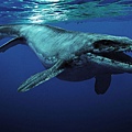 Mosasaurus