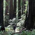 After-Earth-in-California