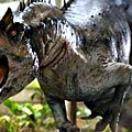 Indominus Rex