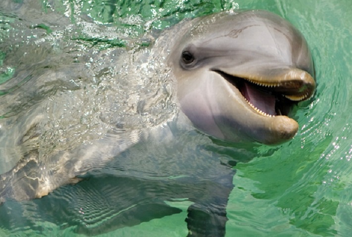 dolphins