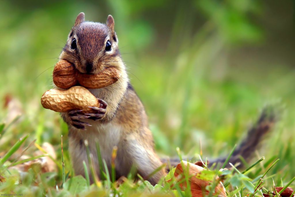 squirrel-nut-cute