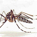 Aedes Aegypti