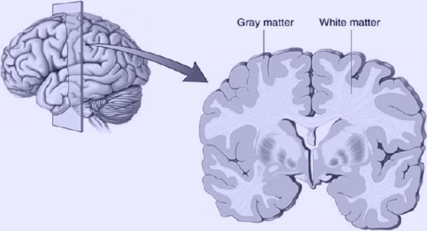 gray-matter