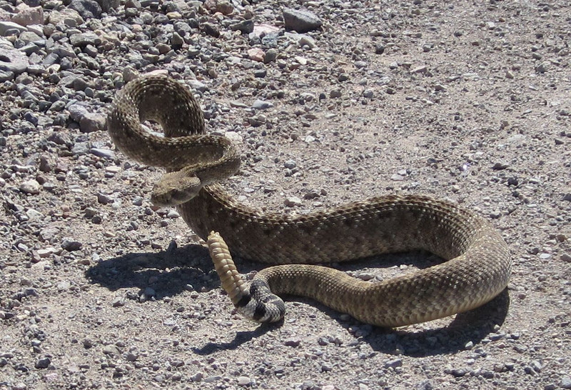 Crotalus