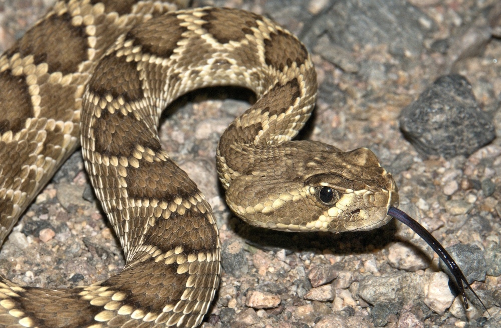 Crotalus Scutulatus