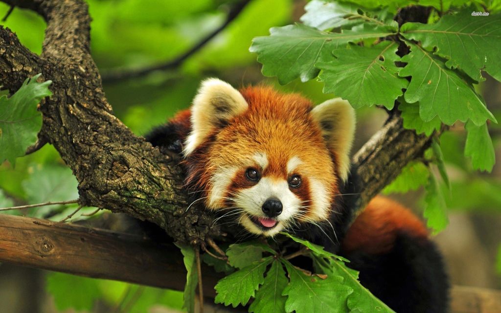 Lesser Panda