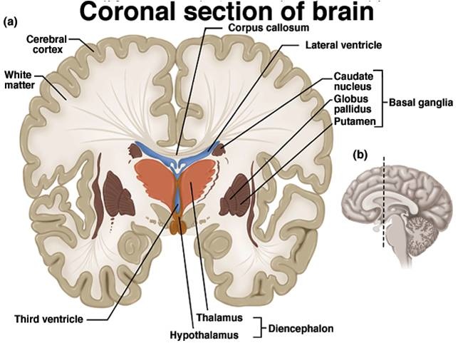 basal ganglia