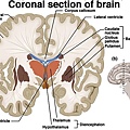 basal ganglia