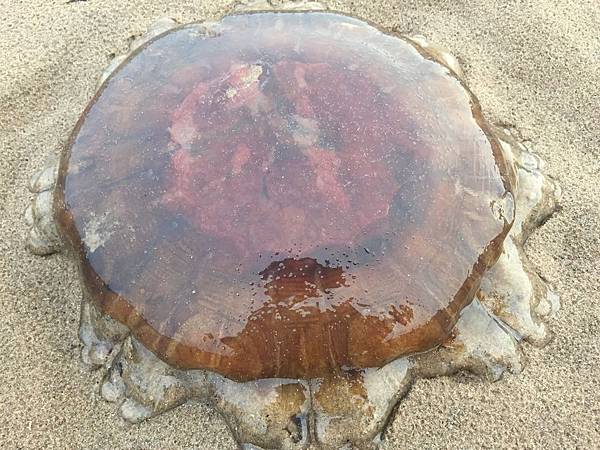 lion's mane jellyfish 2