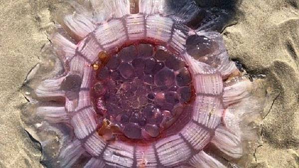 lion's mane jellyfish1