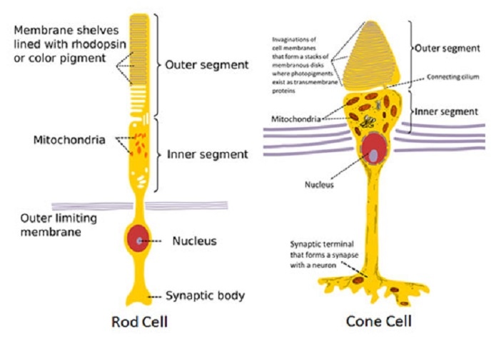 Rods-and-Cones