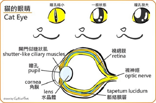 cat eyes