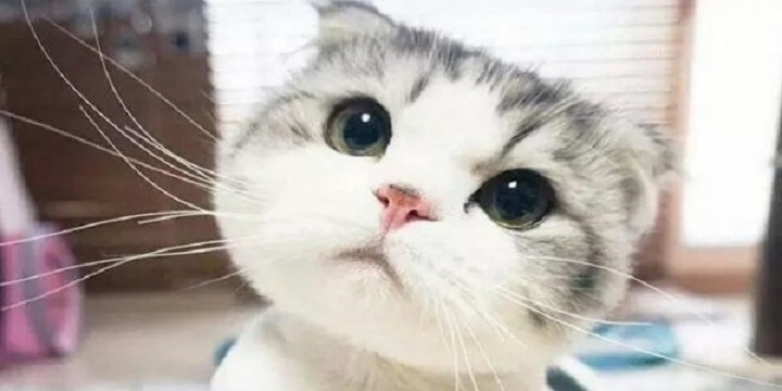 cute cat3