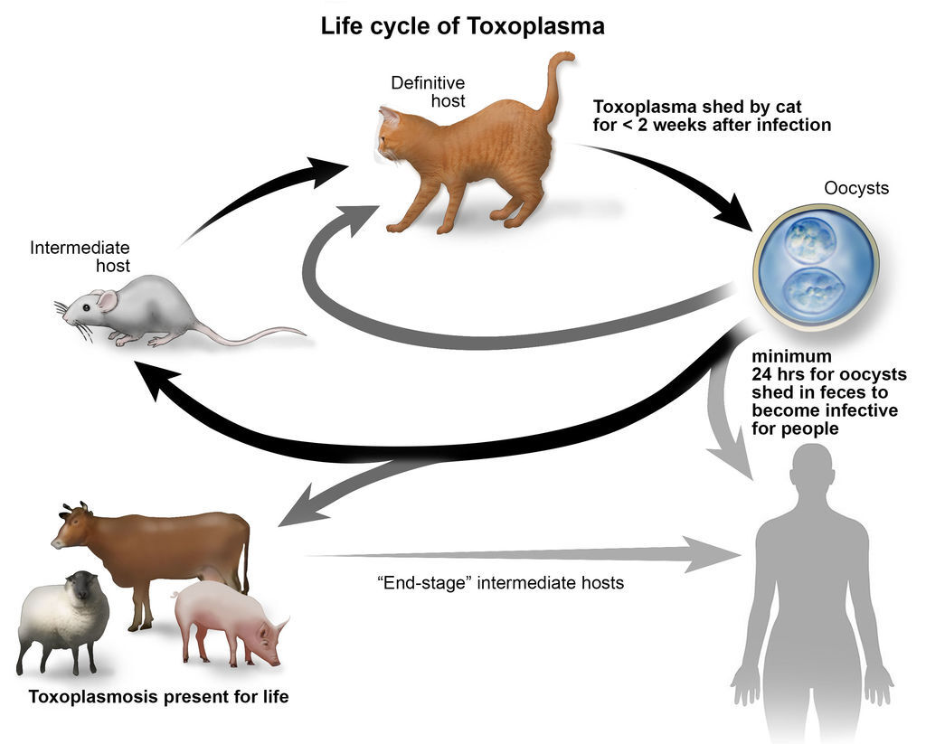 toxoplasmosis lifecycle