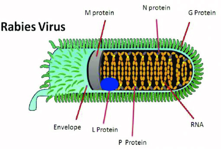 Rabies-virus-shape-and-its-structures