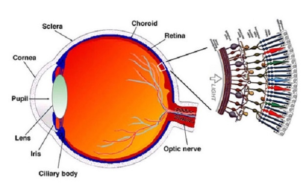 Cone cell2