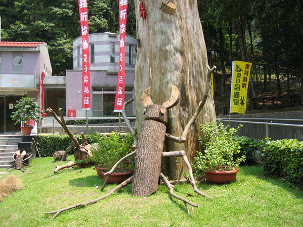 惠蓀林場 - 昆蟲館 - 鍬形蟲！