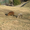 清境農場--兩隻綿羊