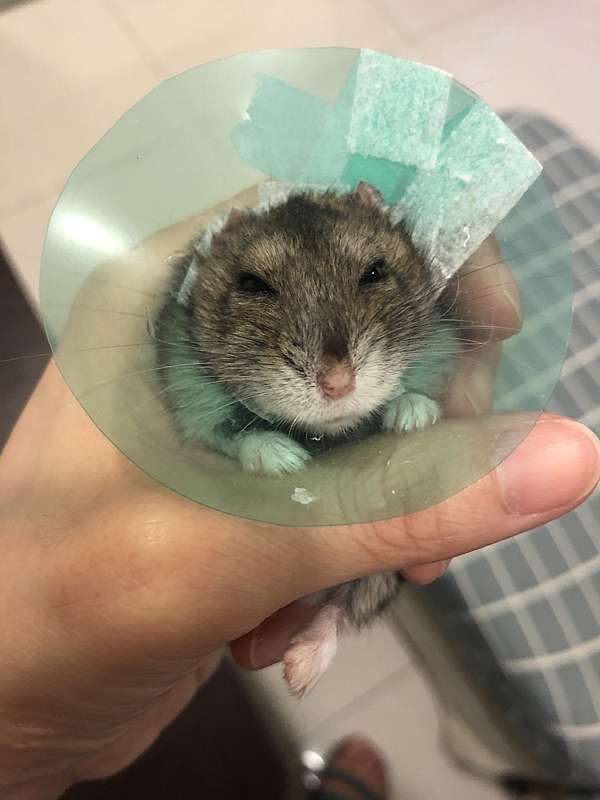 剛果動醫倉鼠乳腺腫瘤術後記錄 立青 痞客邦