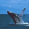 whale02.jpg