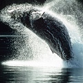 whale05.jpg