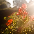 red-flower-flowers-sunset-d23ada9d976ec069000b579a67b45efa.jpg