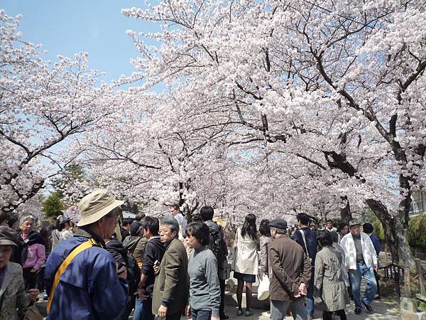 20110410  哲學之道&白川 108.JPG