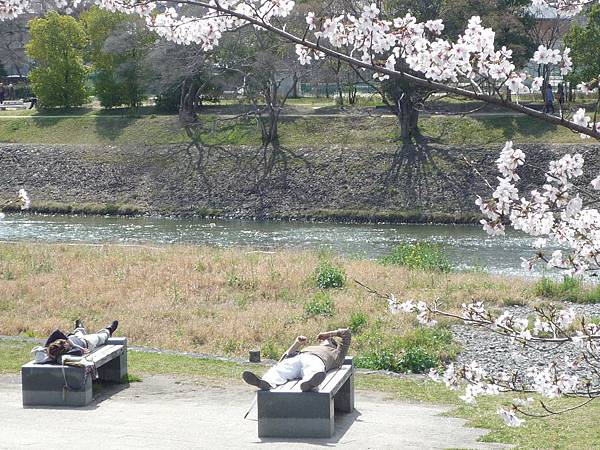 20110409鴨川花見 100.JPG