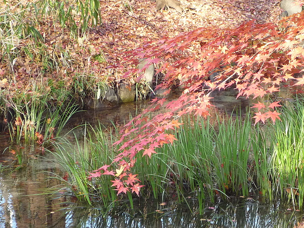 20101220 Nara 082.JPG