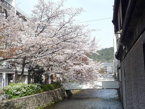 20110410  哲學之道&白川 271.JPG