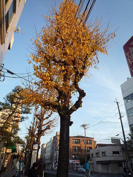 20101219 kyoto 027.JPG