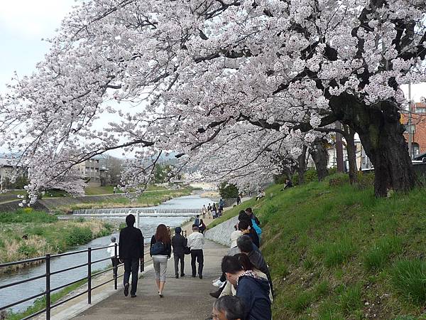 20110409鴨川花見 070.JPG