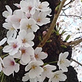 20110410  哲學之道&白川 088.JPG