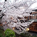 20110410  哲學之道&白川 365.JPG