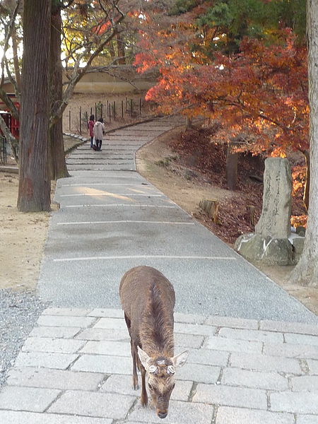 20101220 Nara 219.JPG