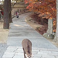 20101220 Nara 219.JPG