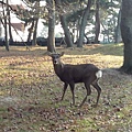 20101220 Nara 163.JPG